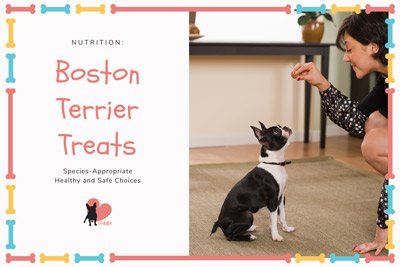 best treats for boston terrier puppies