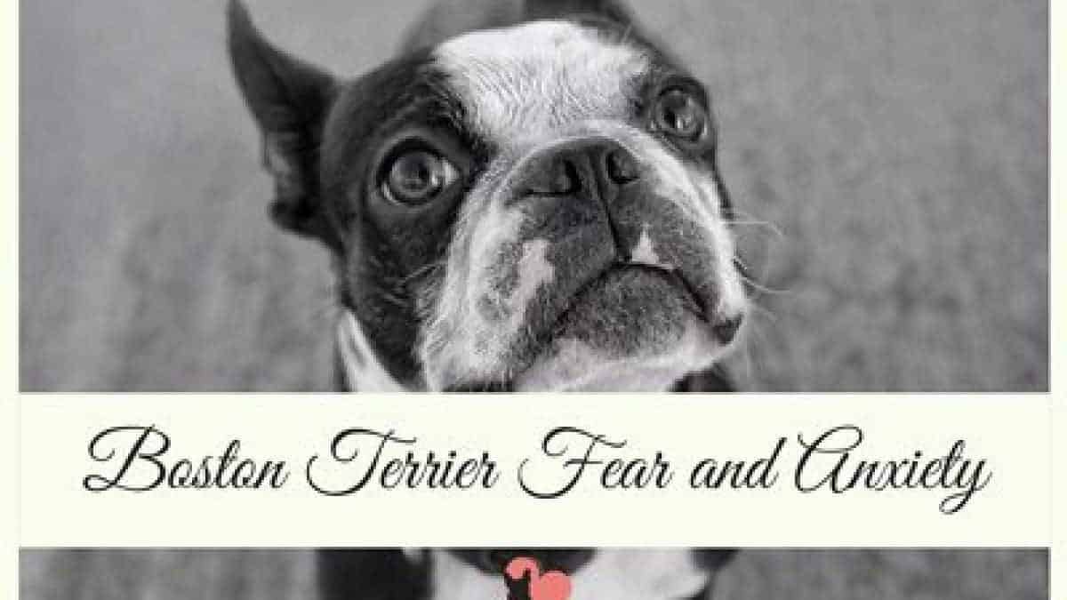 Boston Terrier Fears And Anxiety Triggers Remes Boston Terrier Fears And Anxiety