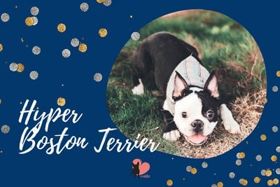 are boston terriers really playful