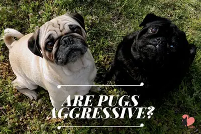 Are Pugs Aggressive Dogs? How to Change Unwanted Behaviours