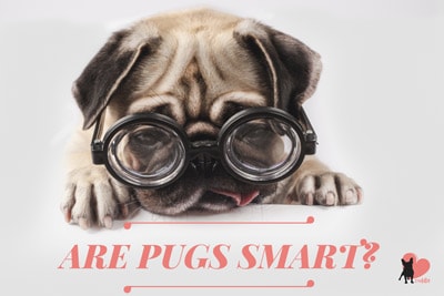 are pugs smart dogs
