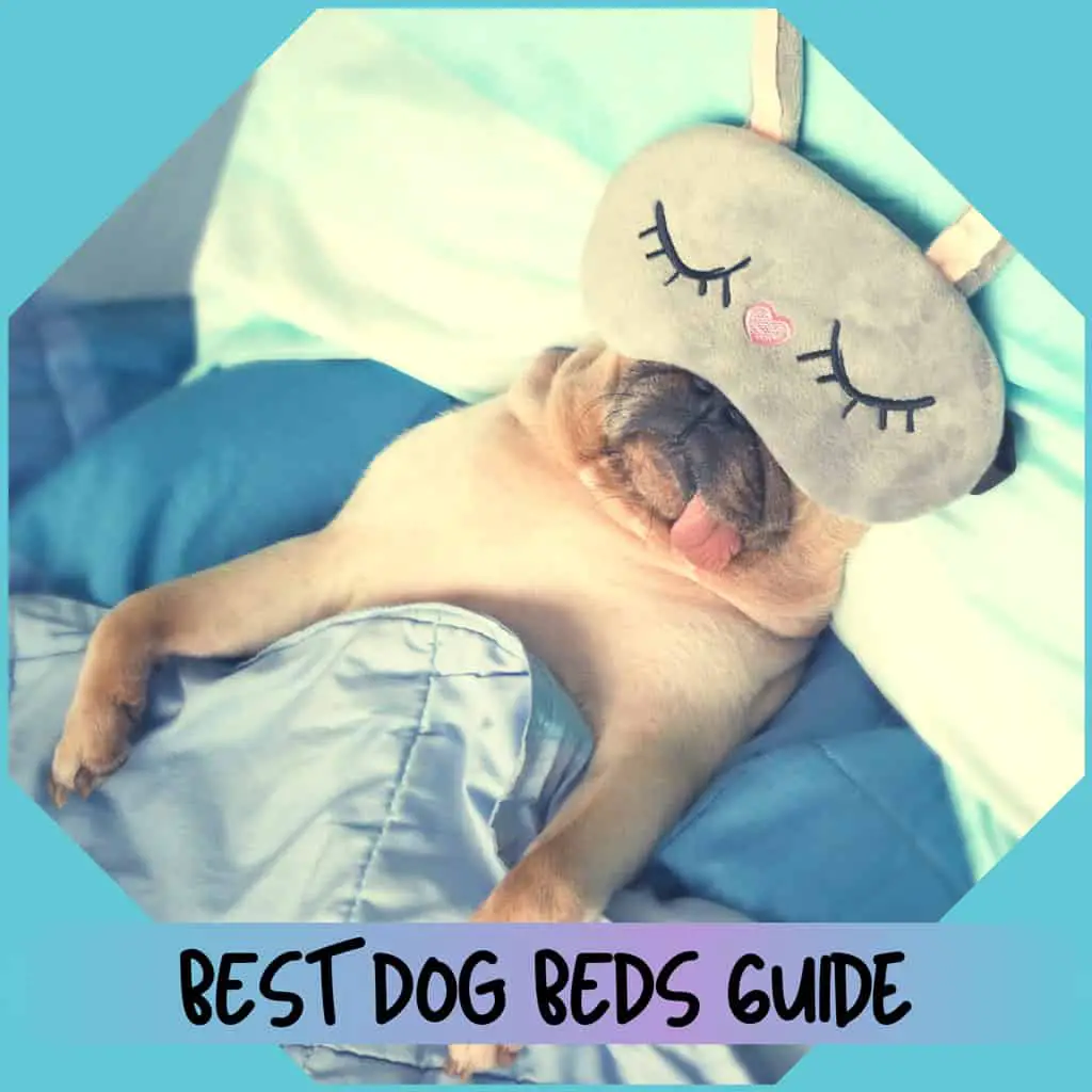 cuddla-best-dog-beds-guide