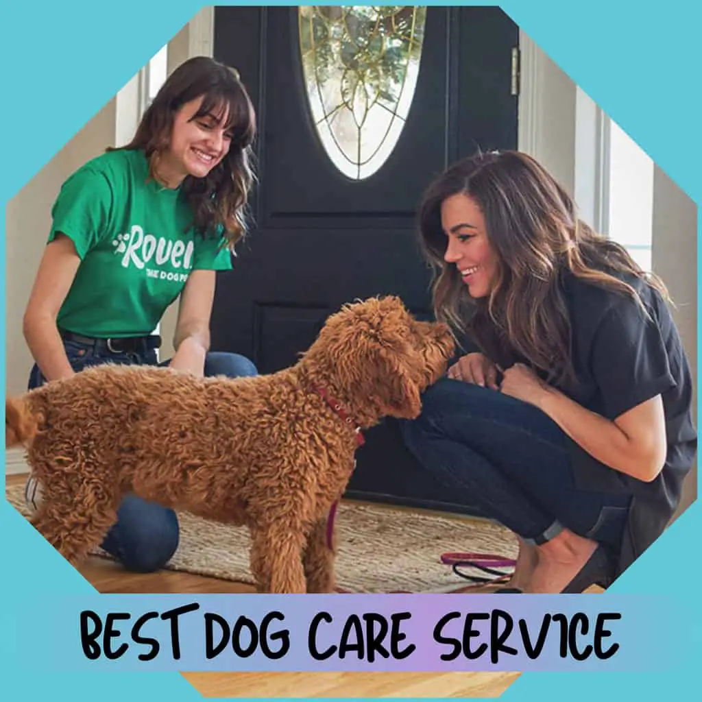 cuddla-best-dog-care-service