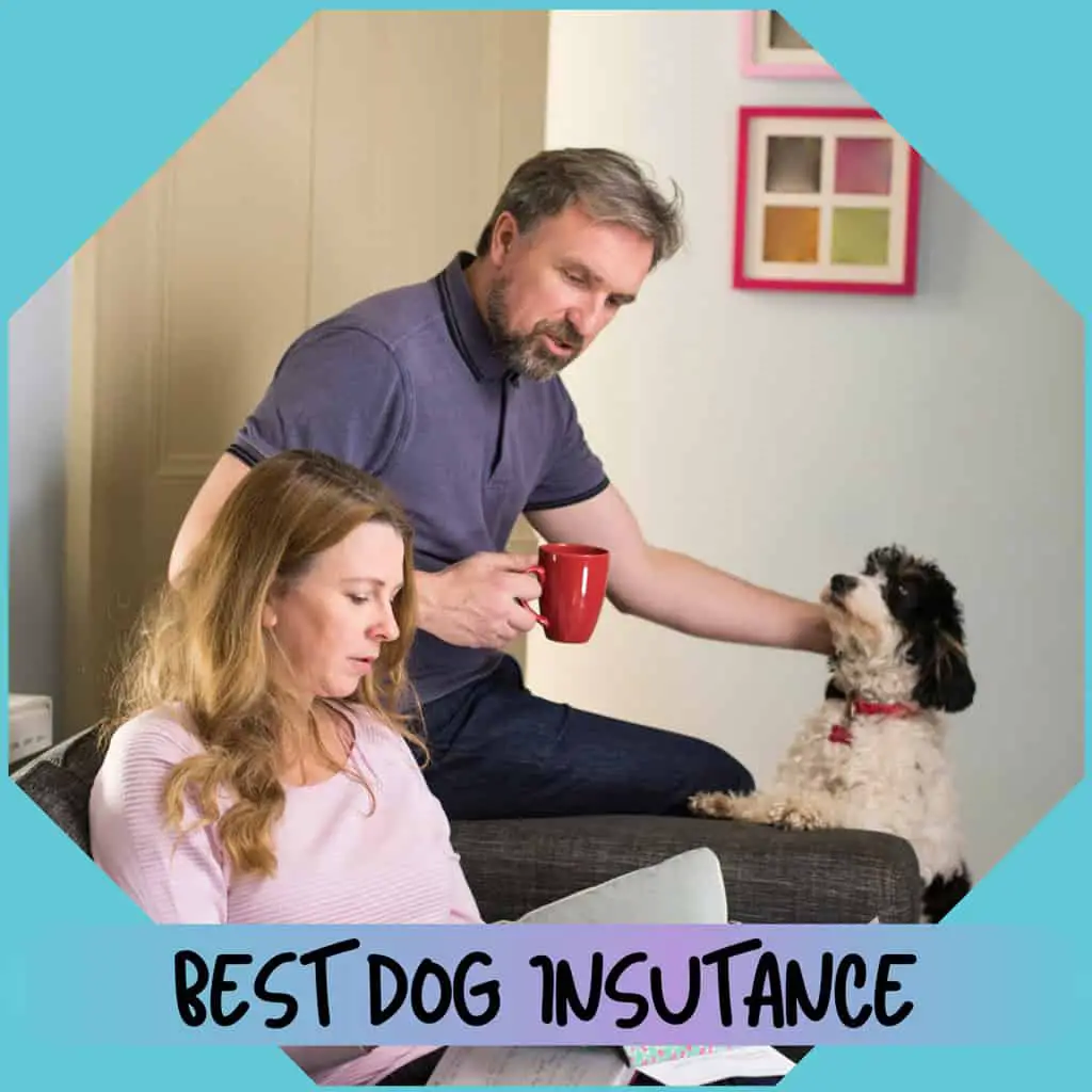 cuddla-best-dog-insurance