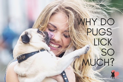 7 Reasons Why Pugs Lick So Much and How to Prevent It