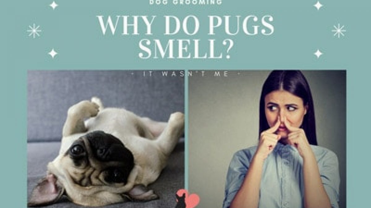 my pug smells