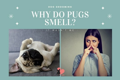 how can i make my pug smell better