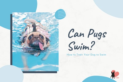 can a pug swim