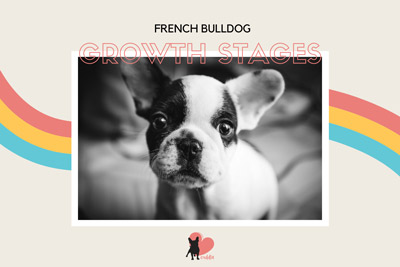 French Bulldog Growth Stages [Size and Weight Chart] - Cuddla